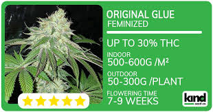 Khalifa Kush Seeds The Ultimate Guide to Growing This Premium Strain