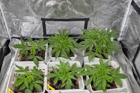 Khalifa Kush Seeds The Ultimate Guide to Growing This Premium Strain